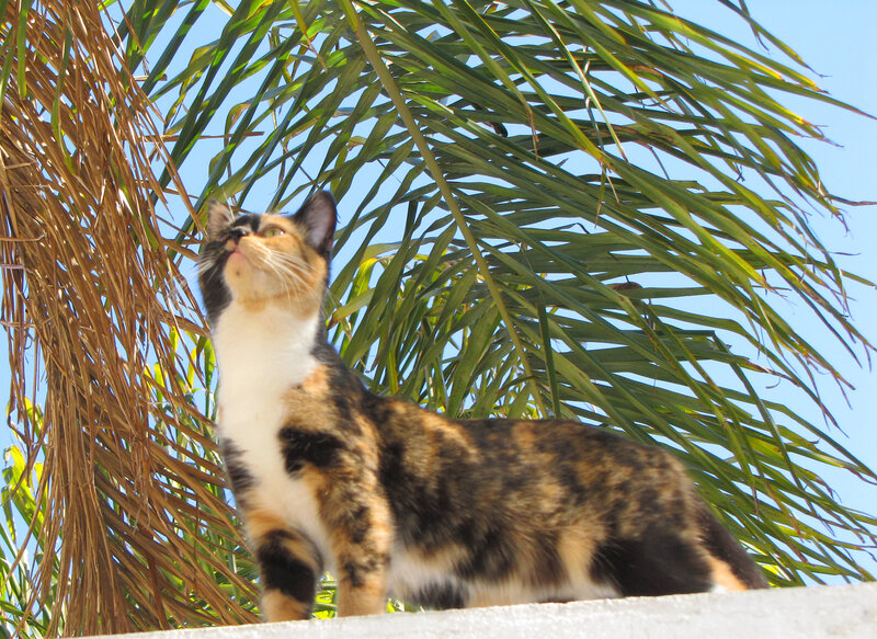 Calico Cat on Wall — Green