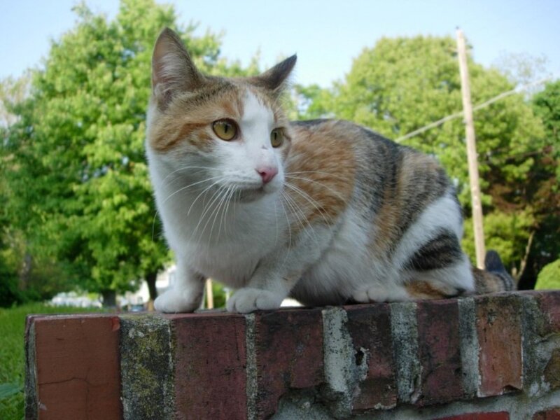Calico Cat on Wall