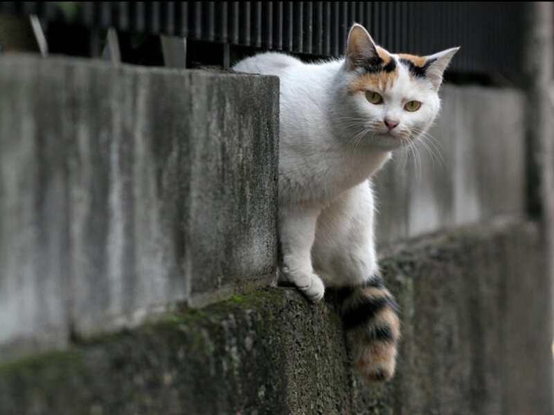 Calico Cat on Wall — White