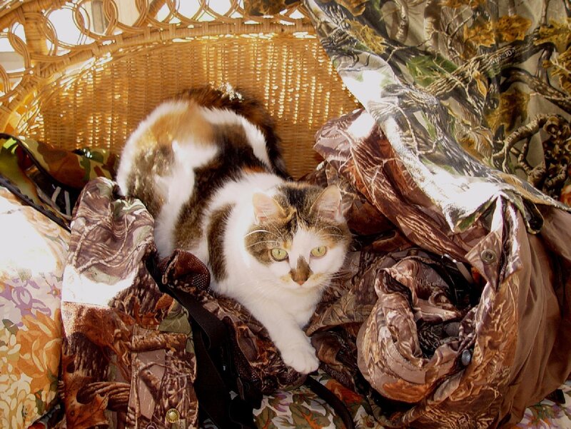 calico cat on wicker chair