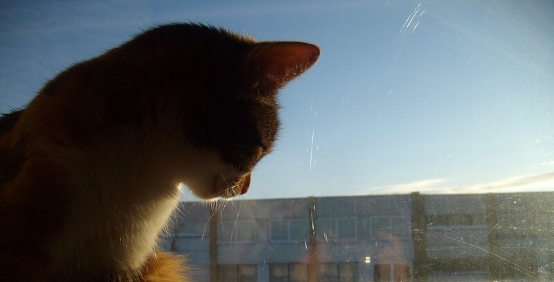 Calico Cat on Windowsill — Blue