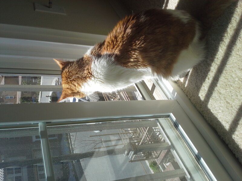Calico Cat on Windowsill — Brown