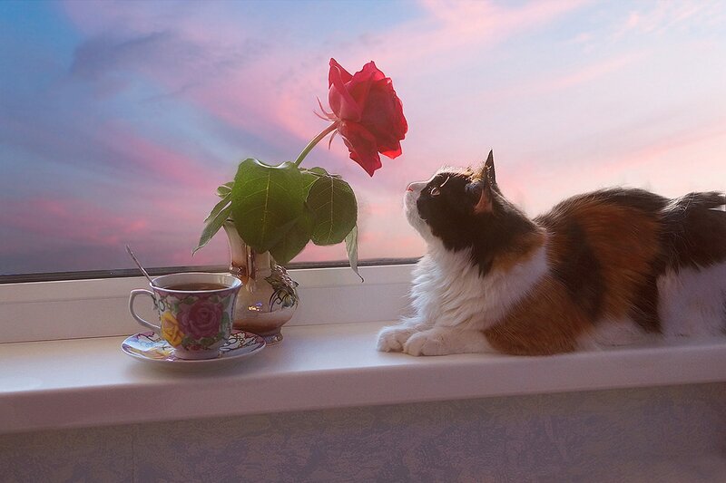 Calico Cat on Windowsill — Pink
