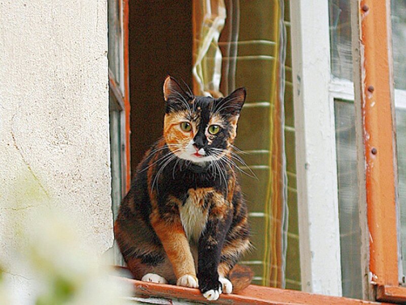 calico cat on windowsill