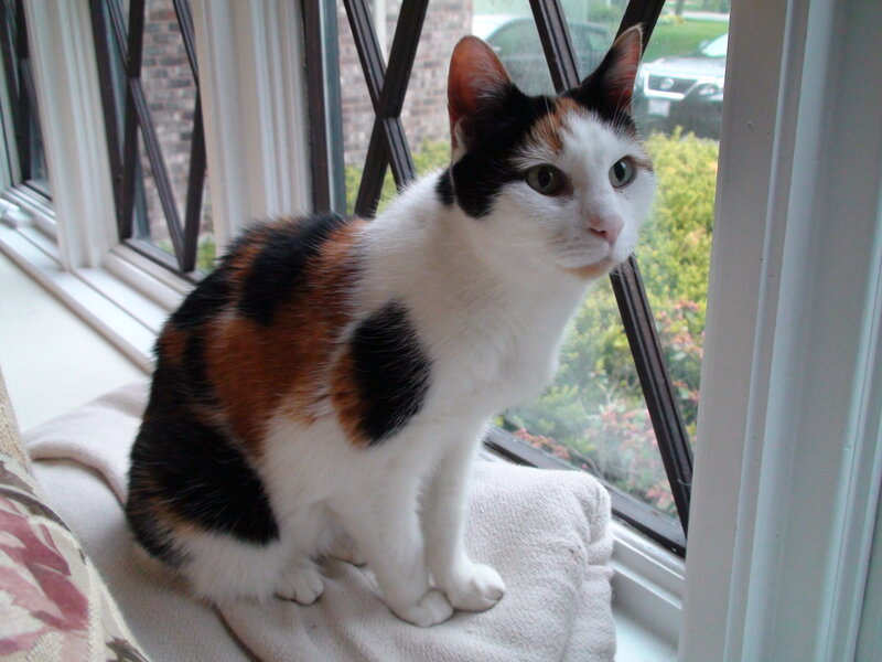 Calico Cat on Windowsill — White, Calm, Afternoon