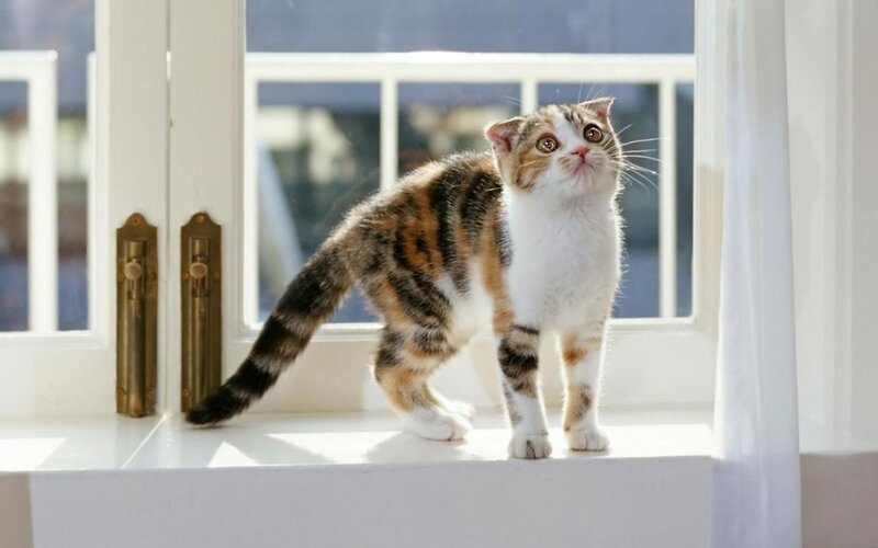 Calico Cat on Windowsill — White, Calm, Morning