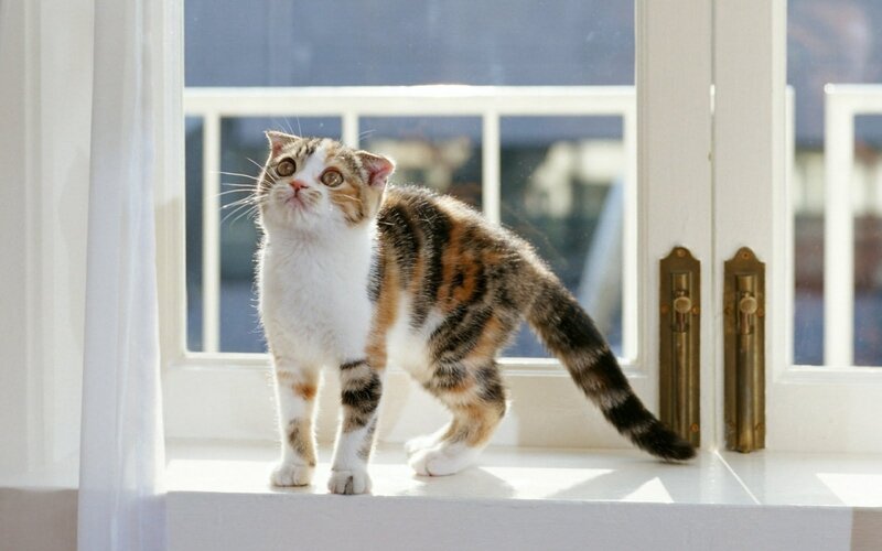 Calico Cat on Windowsill — White, Calm
