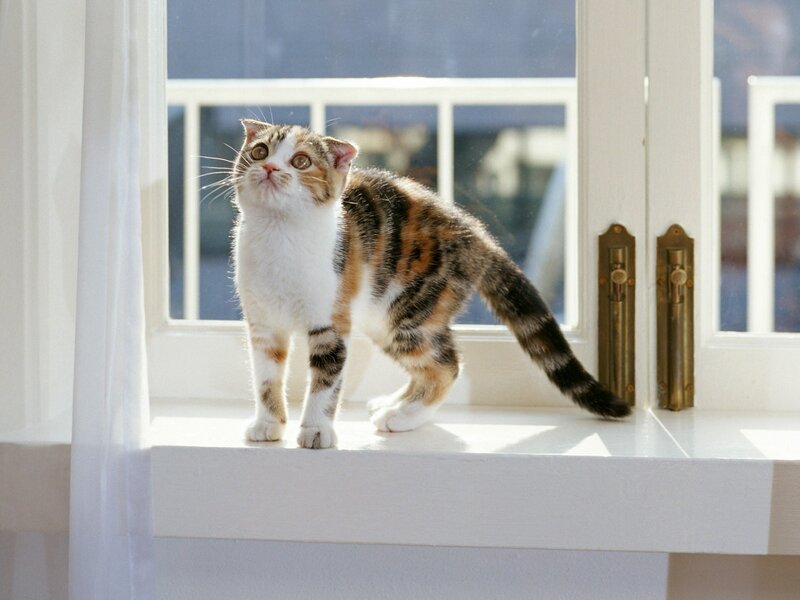 Calico Cat on Windowsill — White, Serene, Morning, Photograph, Window
