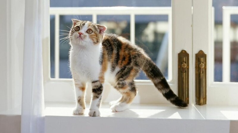 Calico Cat on Windowsill — White, Serene, Morning