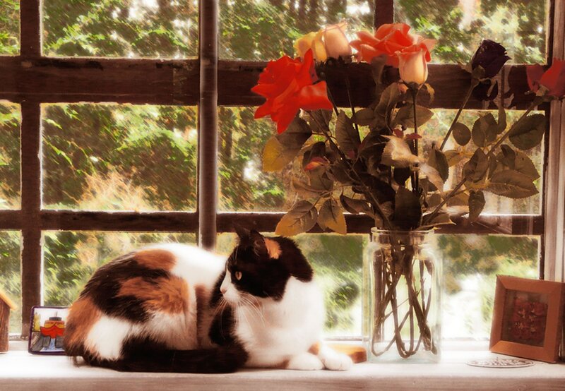 Calico Cat on Windowsill — White, Serene
