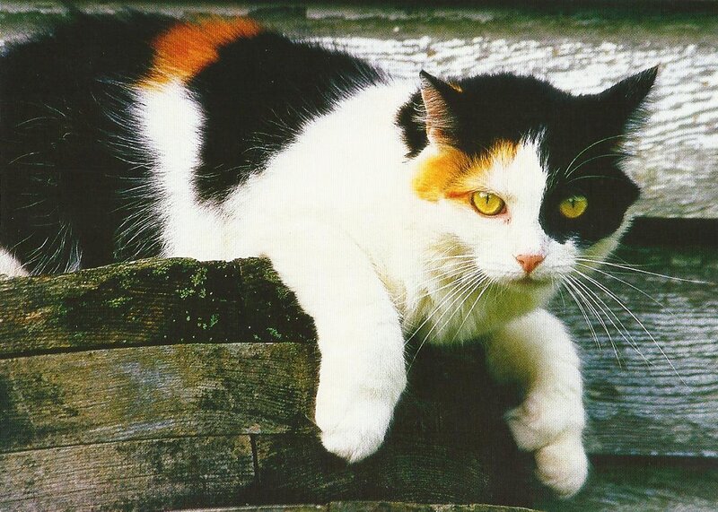 Calico Cat on Wood