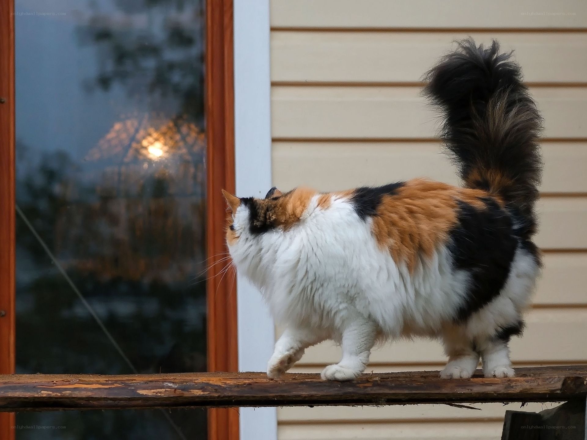 calico cat on wooden beam