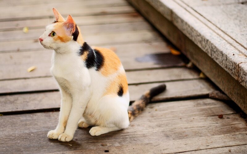 calico cat on wooden deck