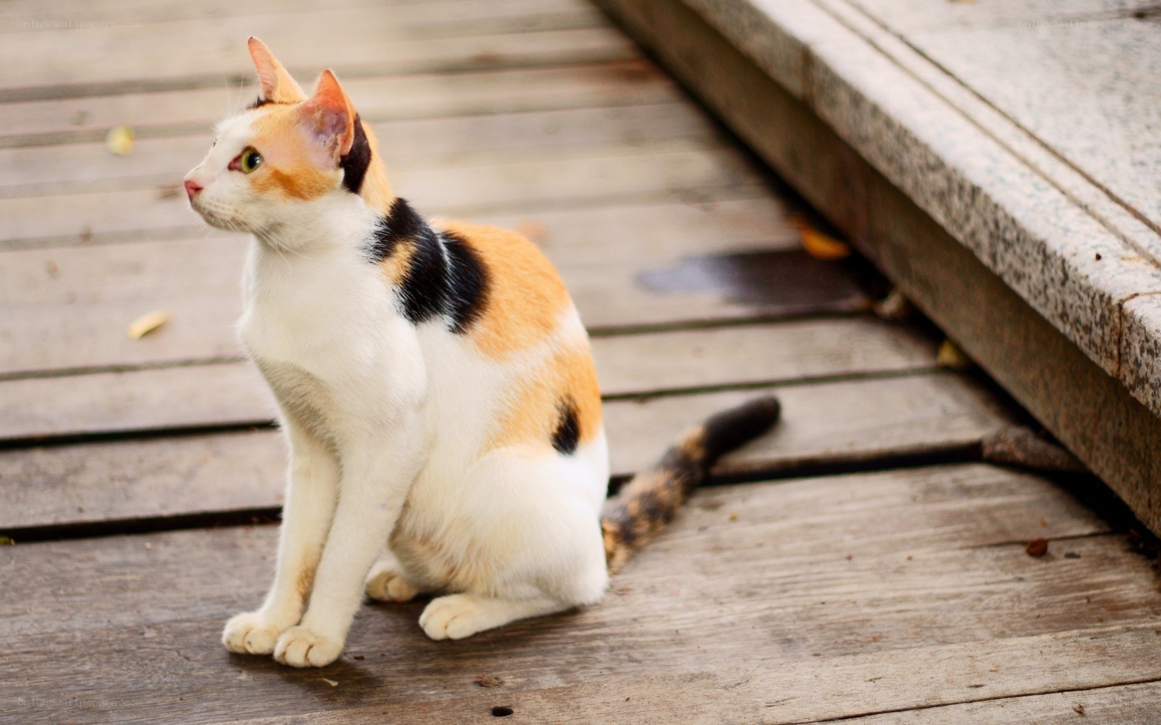 calico cat on wooden deck