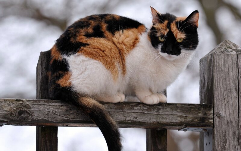 calico cat on wooden fence