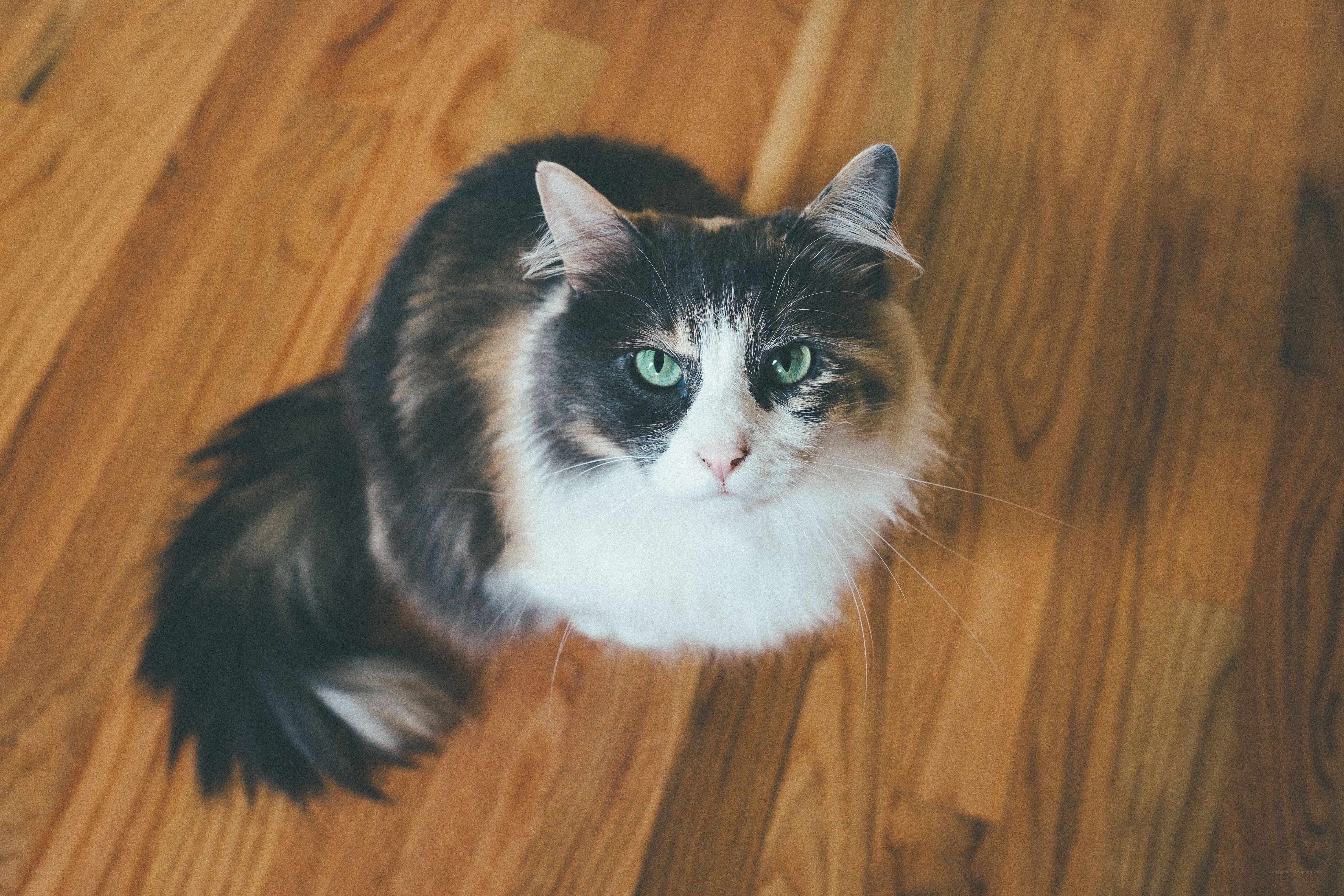 calico cat on wooden floor