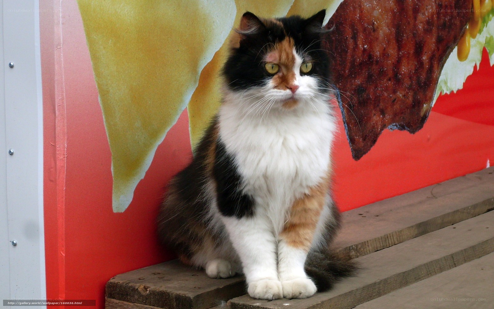calico cat on wooden pallet