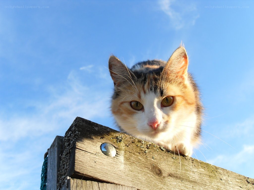 calico cat on wooden post