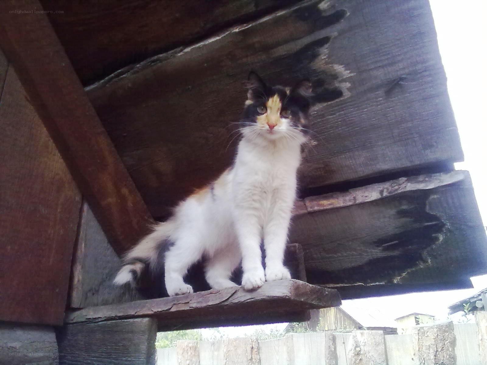 calico cat on wooden structure