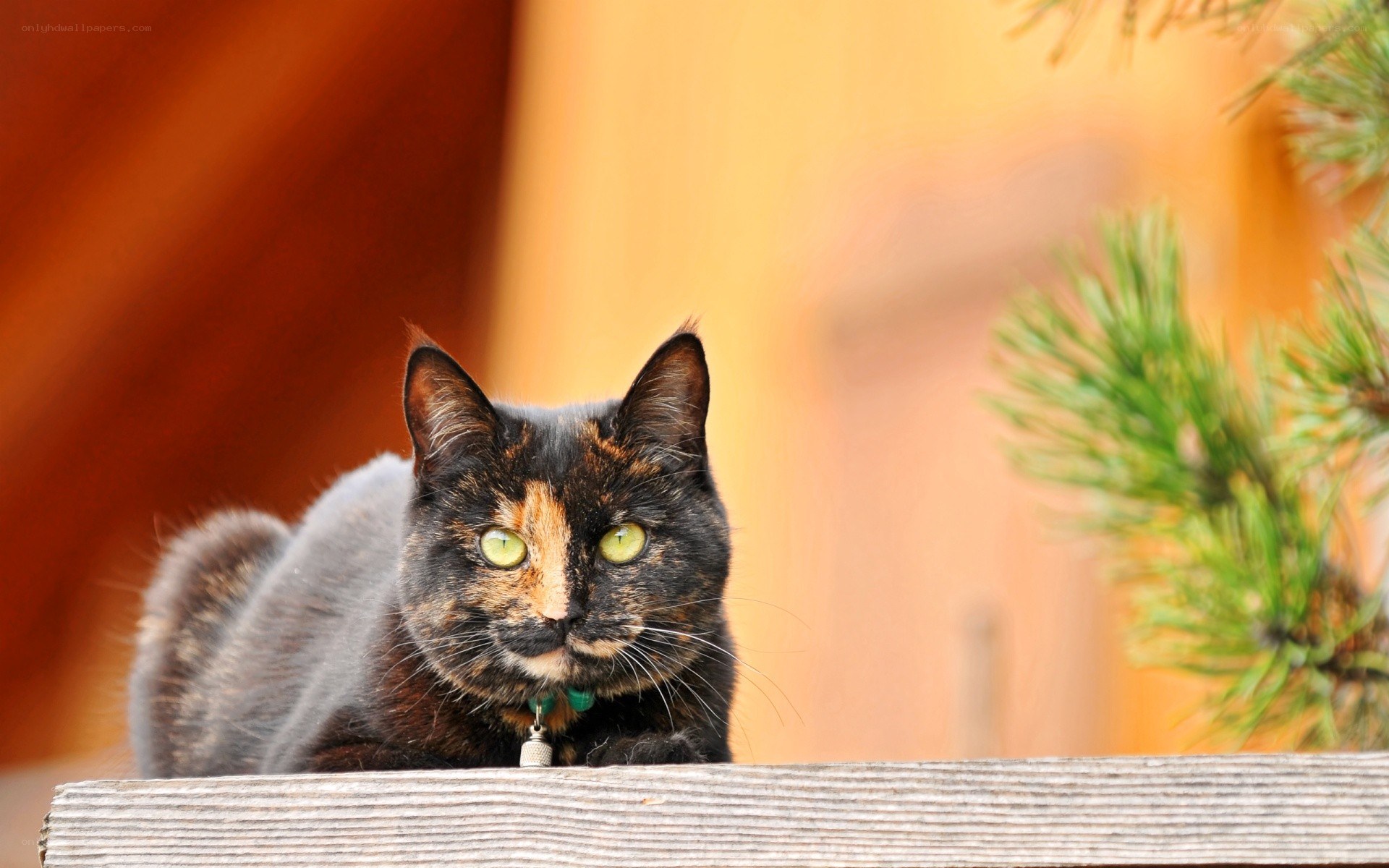 calico cat on wooden surface