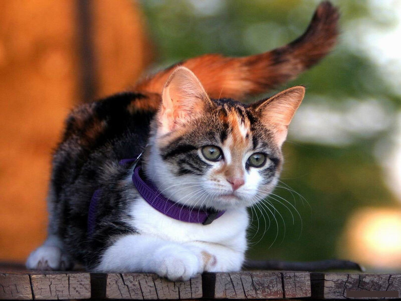 calico cat on wooden surface