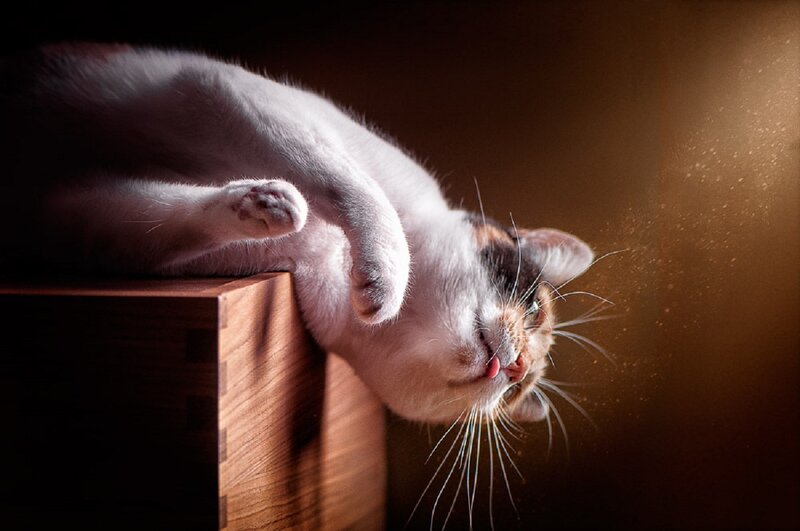 Calico Cat on Wooden Surface — Brown