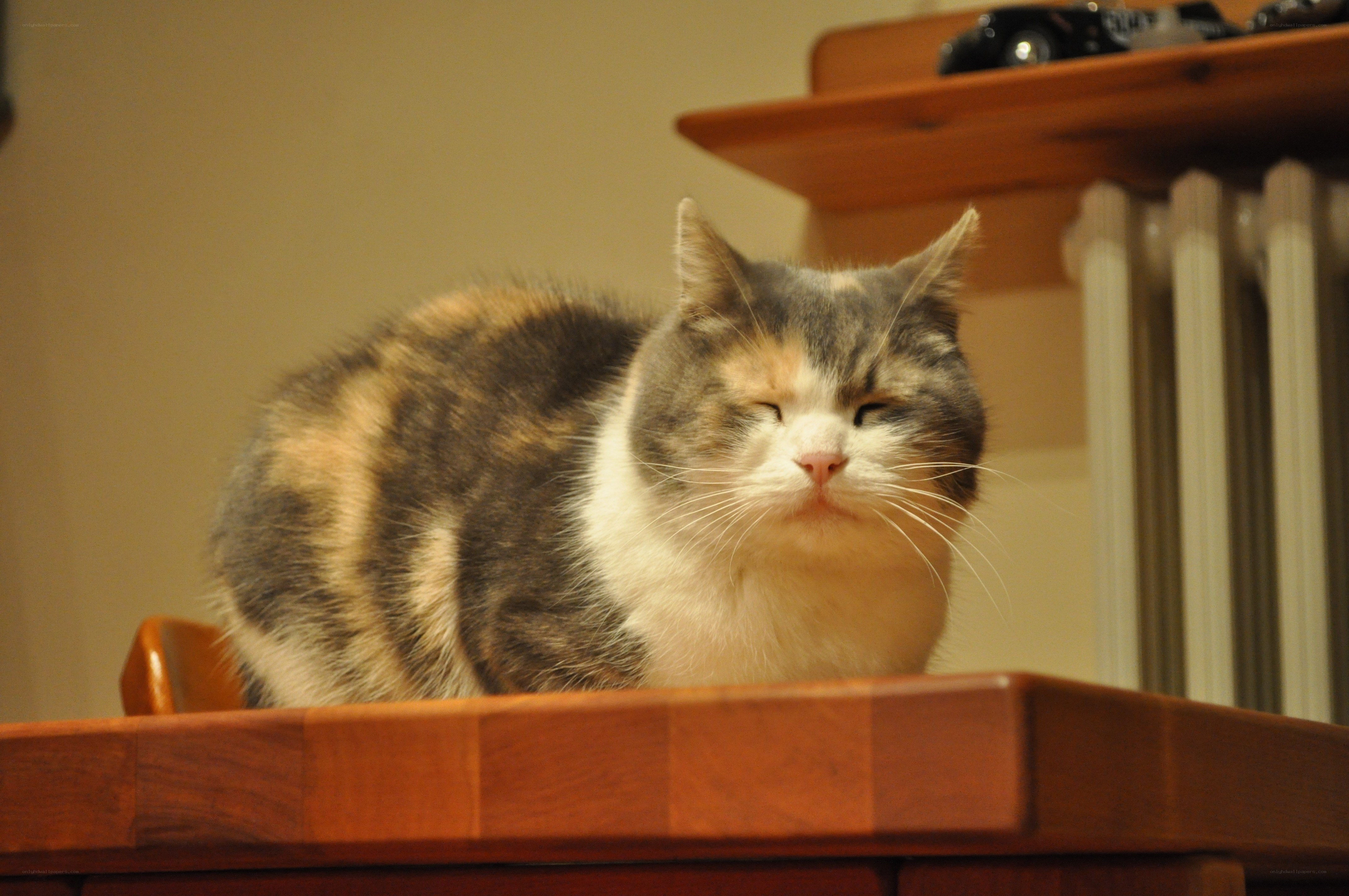 calico cat on wooden surface
