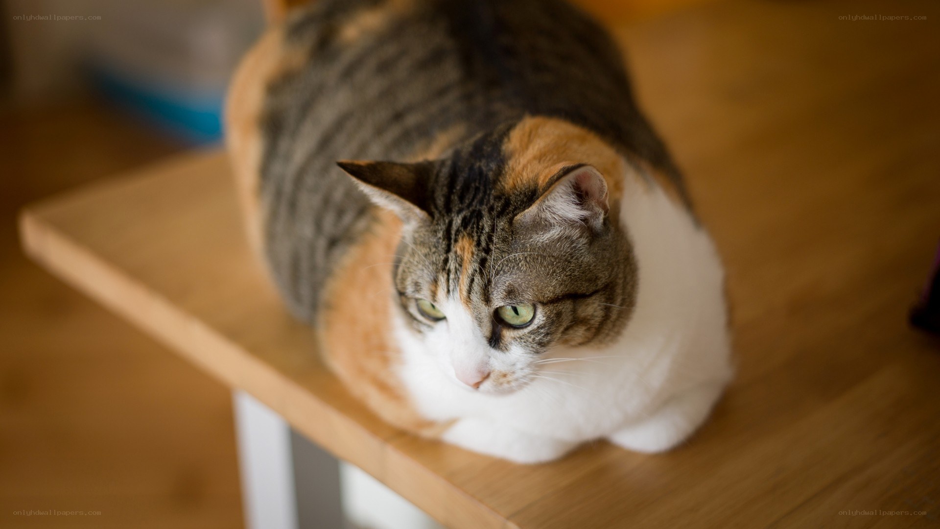 calico cat on wooden table