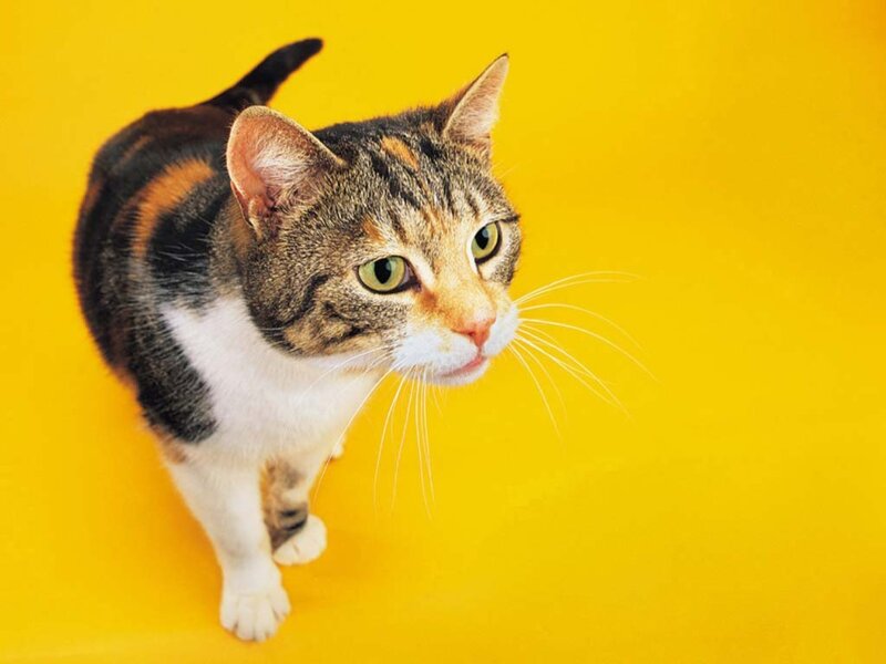 calico cat on yellow background