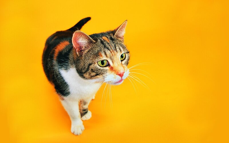 Calico Cat on Yellow
