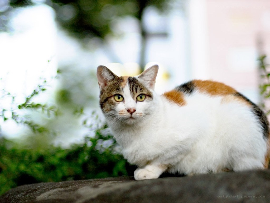 calico cat outdoors