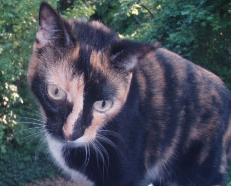 Calico Cat Outdoors — Black