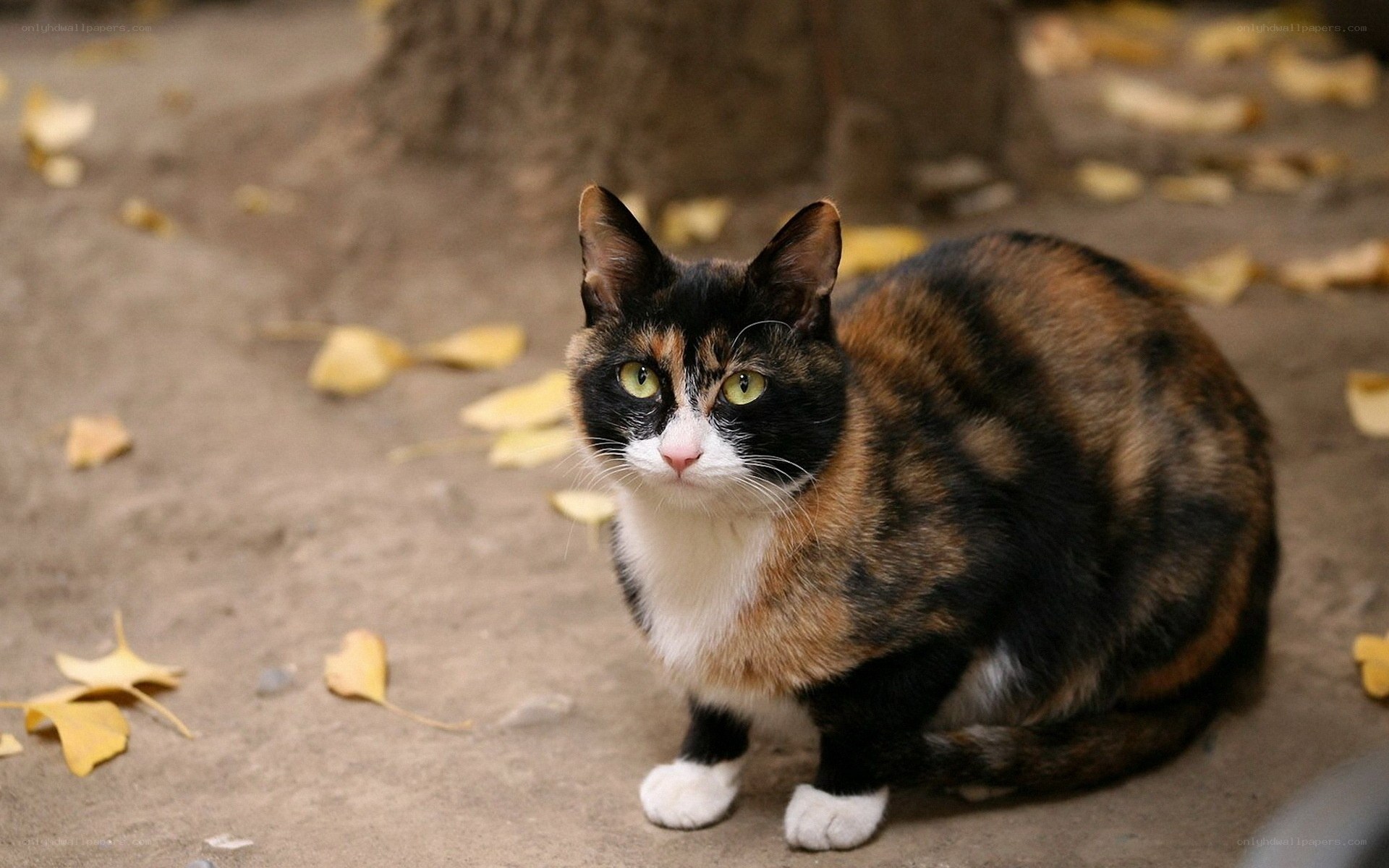 calico cat outdoors
