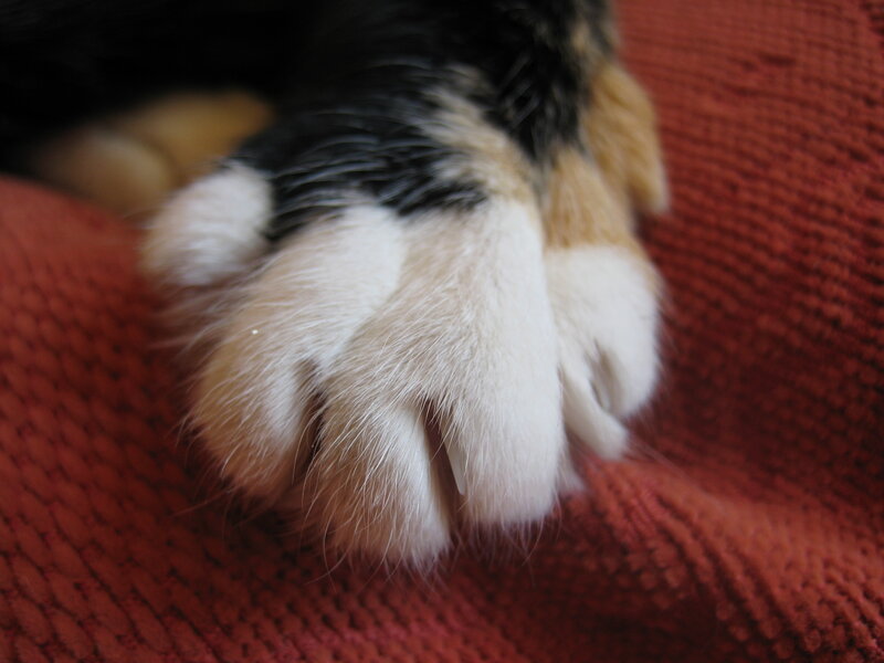 Calico Cat Paw