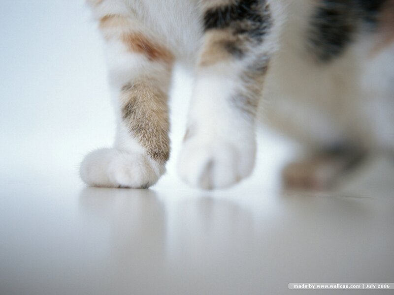 Calico Cat Paws