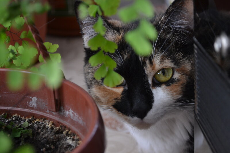 Calico Cat Peeking — Black, Curious