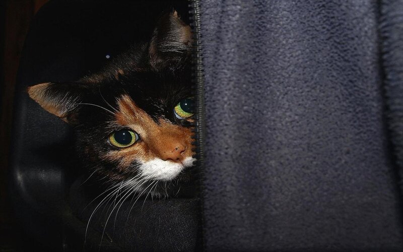 Calico Cat Peeking — Black