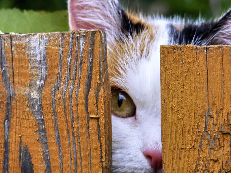 Calico Cat Peeking — Brown, Curious, Afternoon, Photograph