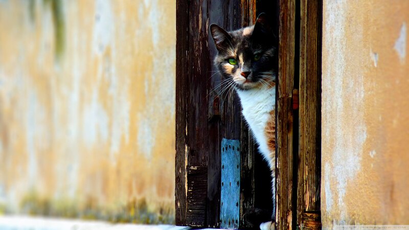 Calico Cat Peeking — Brown, Curious, Afternoon, Photograph, Wooden Door