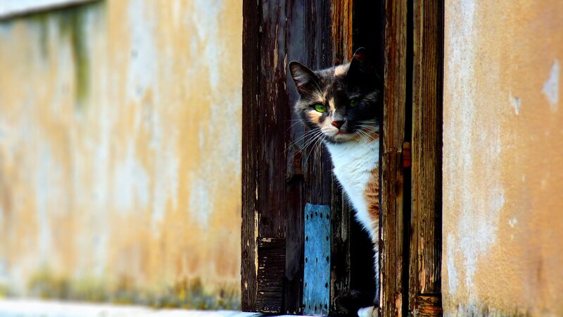 Calico Cat Peeking — Brown, Curious, Afternoon