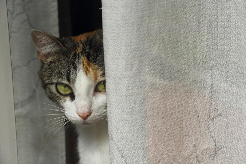 Calico Cat Peeking — Gray