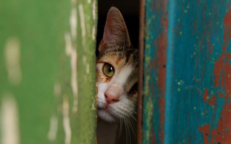 Calico Cat Peeking — Green