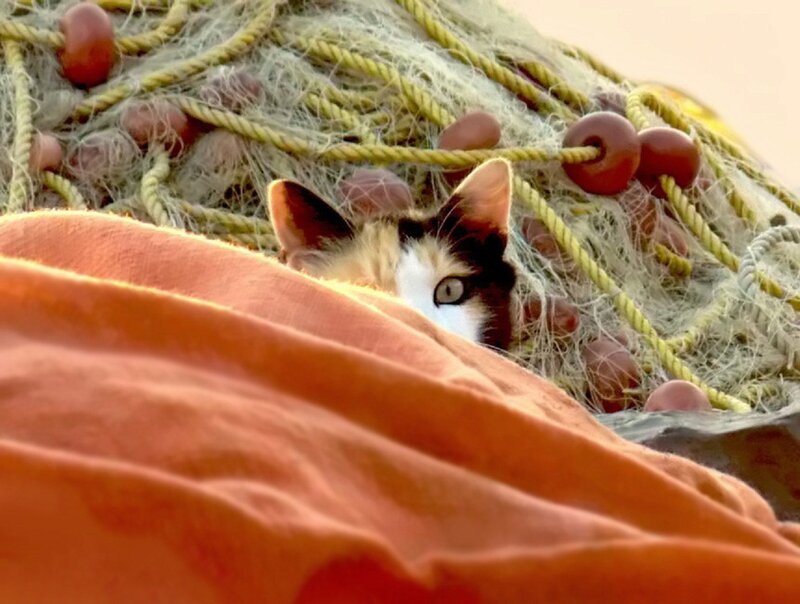 Calico Cat Peeking — Orange