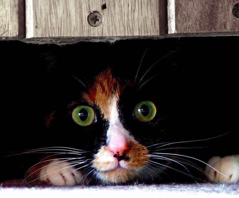 Calico Cat Peeking Out