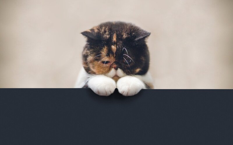 Calico Cat Peeking over Edge — Black, Curious, Photograph, Paws