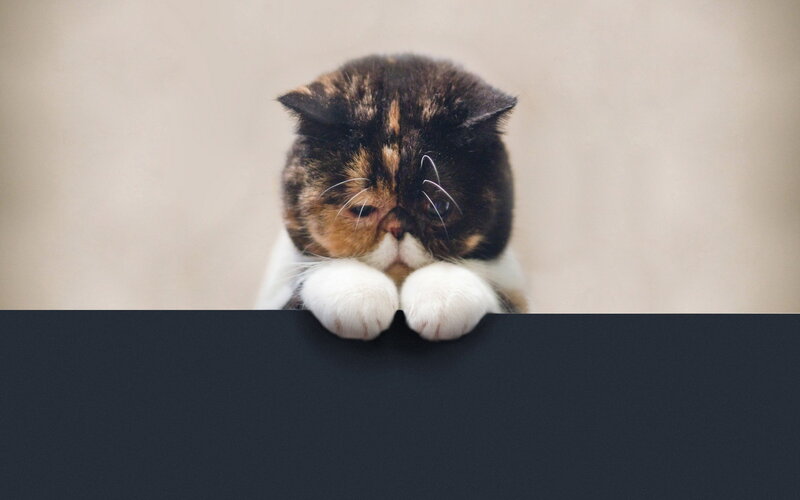 Calico Cat Peeking over Edge — Black, Curious