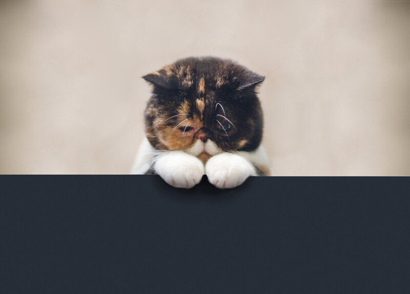 Calico Cat Peeking over Edge — Black