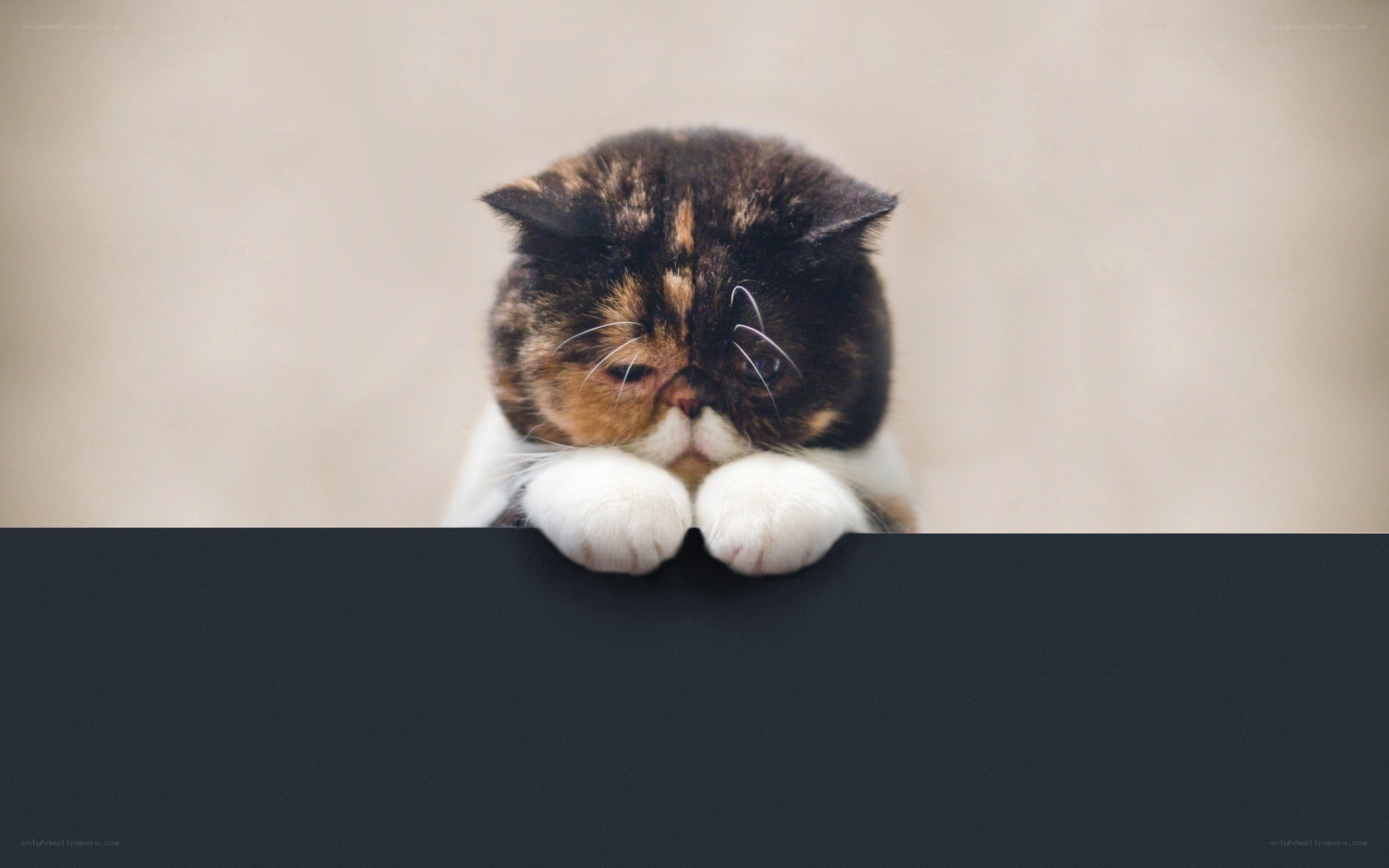 calico cat peeking over edge