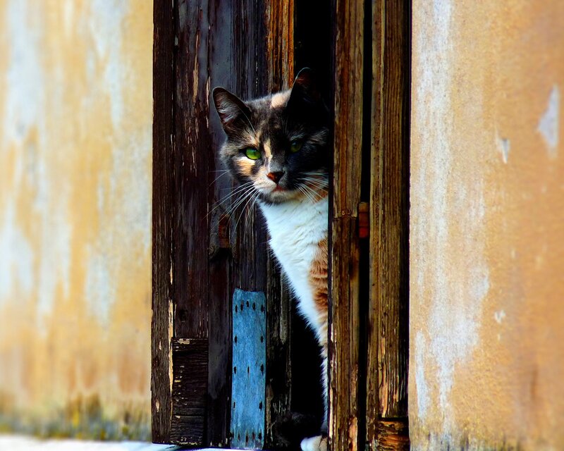 Calico Cat Peeking — Photograph