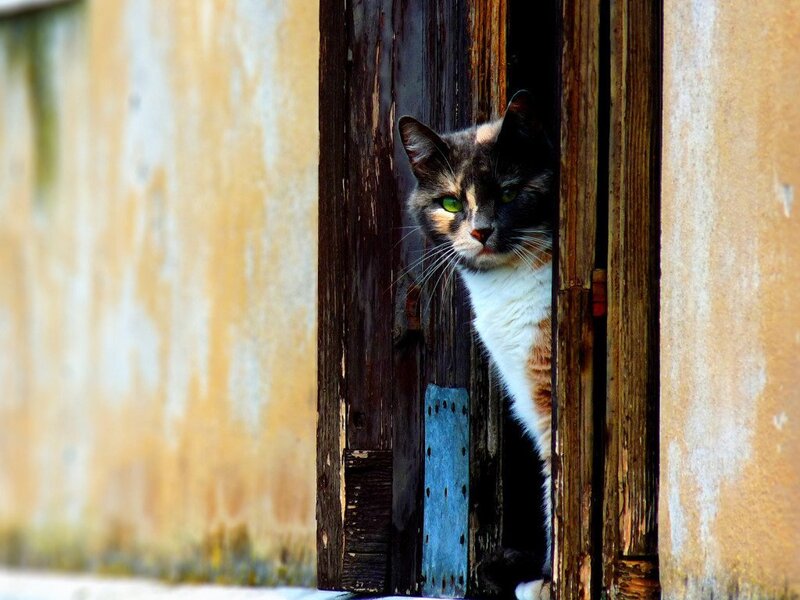 Calico Cat Peeking